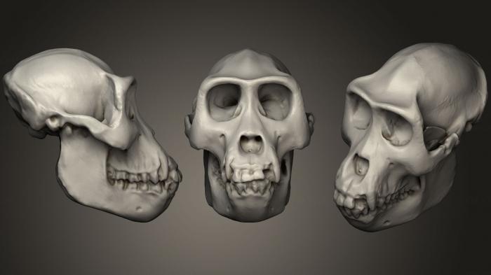 Anatomy of skeletons and skulls (ANTM_0245) 3D model for CNC machine